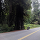 Illustration for article titled Motorcycle Road Trip, Day 10: Giant Trees and the road back home